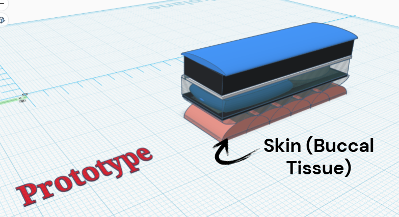 Skin Model